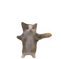 dancing cat
